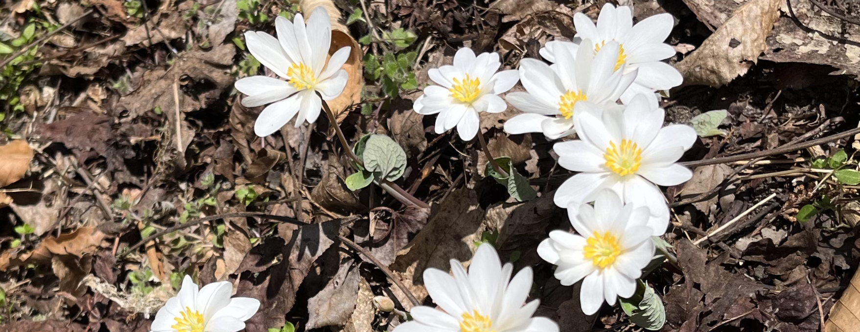 03.29.26 Spring Hike